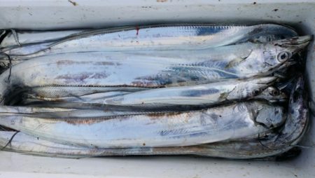 オーフリー 釣果