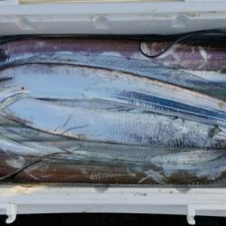 オーフリー 釣果