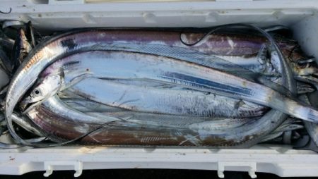 オーフリー 釣果