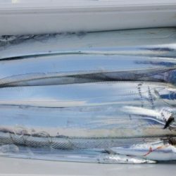 オーフリー 釣果