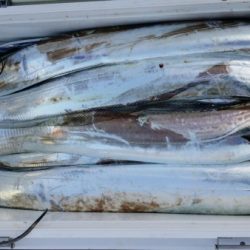 オーフリー 釣果