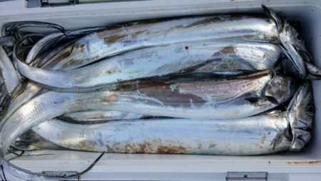 オーフリー 釣果