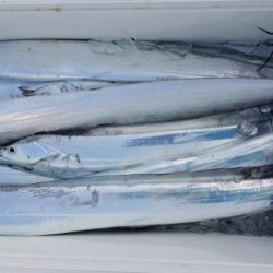 オーフリー 釣果