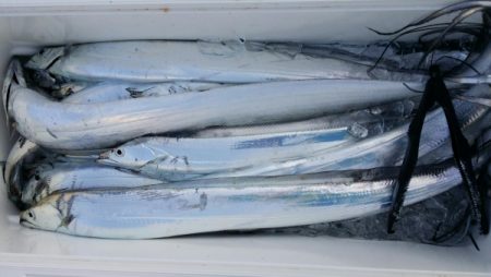 オーフリー 釣果