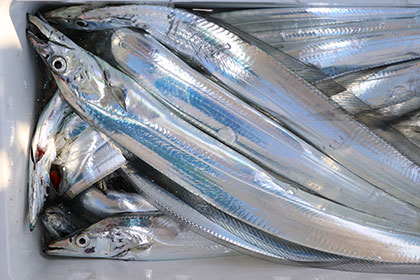 松本釣船２ 釣果