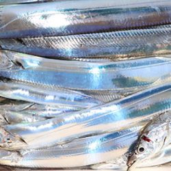 松本釣船２ 釣果