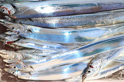 松本釣船２ 釣果