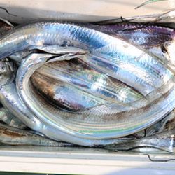 松本釣船２ 釣果