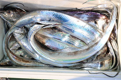 松本釣船２ 釣果