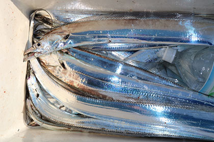 松本釣船２ 釣果