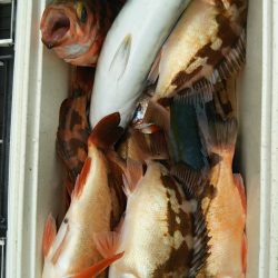 モンロー号 釣果