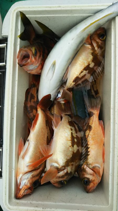 モンロー号 釣果