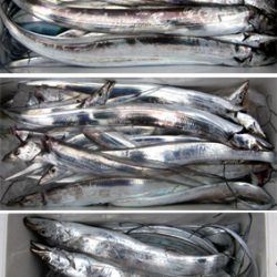 来温丸（らいおんまる） 釣果