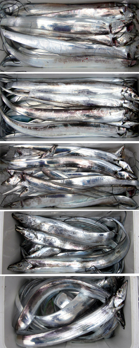 来温丸（らいおんまる） 釣果