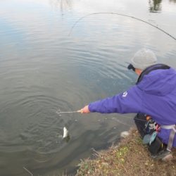 吉羽園 釣果