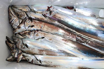 松本釣船２ 釣果