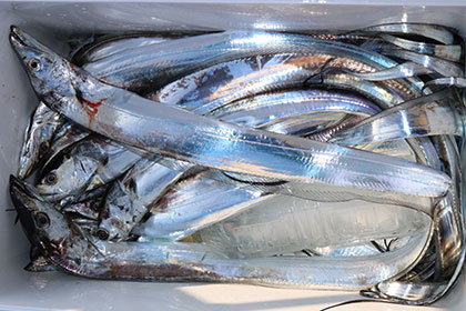 松本釣船２ 釣果