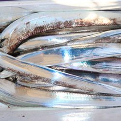 松本釣船２ 釣果