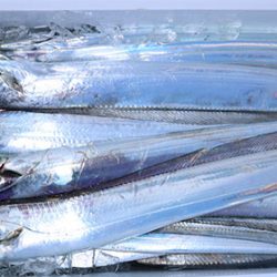 松本釣船２ 釣果