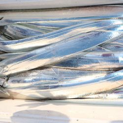 松本釣船２ 釣果