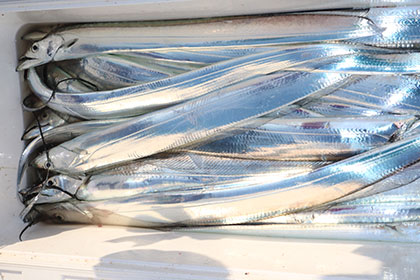 松本釣船２ 釣果