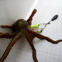 フルコンタクト 釣果