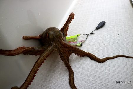 フルコンタクト 釣果