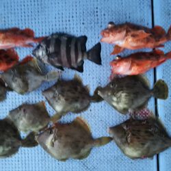 第二常豊丸 釣果