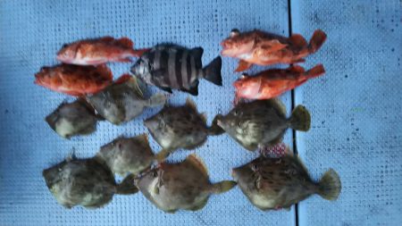 第二常豊丸 釣果