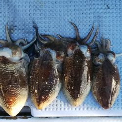 第二常豊丸 釣果