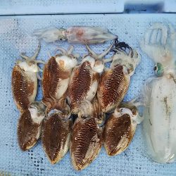 第二常豊丸 釣果