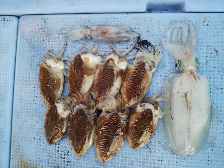 第二常豊丸 釣果