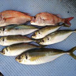 第二常豊丸 釣果