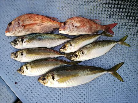 第二常豊丸 釣果