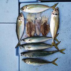 第二常豊丸 釣果