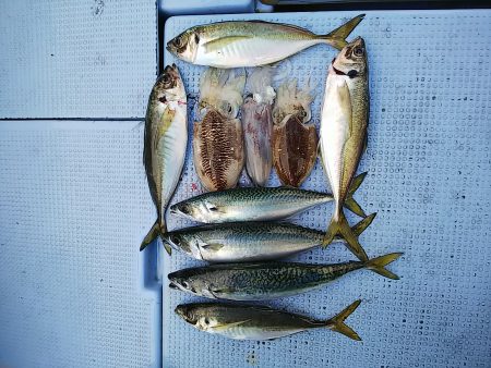 第二常豊丸 釣果