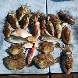 第二常豊丸 釣果