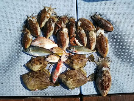 第二常豊丸 釣果