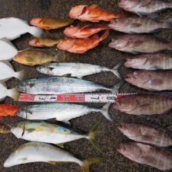 第二一之紀丸(ダイニイチノキマル) 釣果