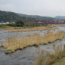 狩野川(狩野川漁業協同組合) 釣果