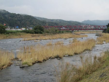 狩野川（狩野川漁業協同組合） 釣果