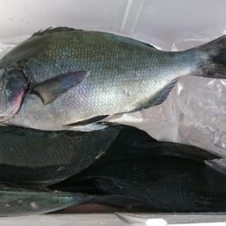 しば渡船 釣果