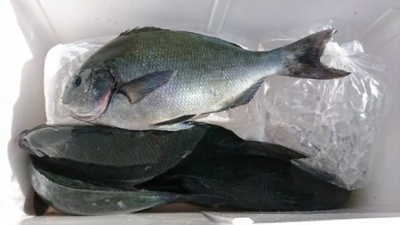 しば渡船 釣果