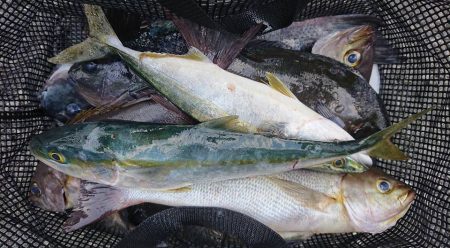 伊豆下田フィッシング 釣果