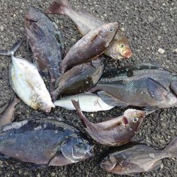 伊豆下田フィッシング 釣果