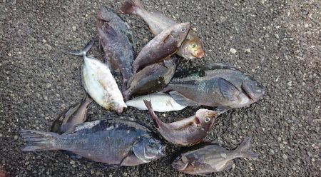 伊豆下田フィッシング 釣果