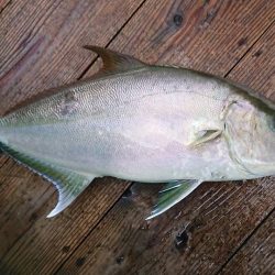 伊豆下田フィッシング 釣果