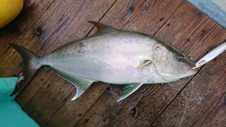 伊豆下田フィッシング 釣果