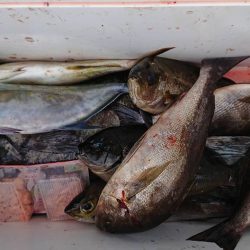 伊豆下田フィッシング 釣果