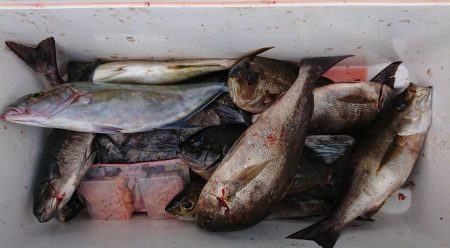 伊豆下田フィッシング 釣果